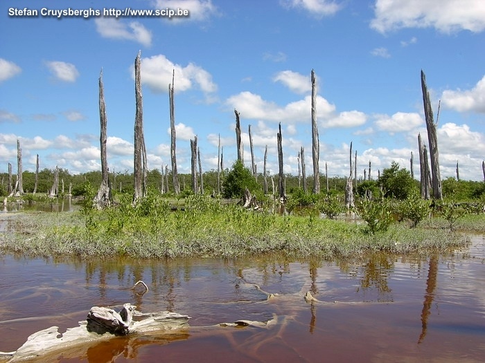 Celestun - Versteend bos Er is ook een schitterend versteend bos en verschillende mangroves.<br />
 Stefan Cruysberghs